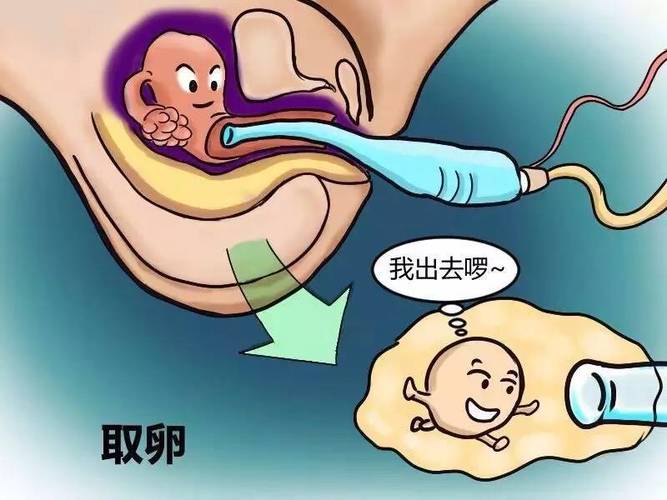 供卵试管代怀产子过程【供卵试管代怀产子:一场奇迹的孕育之旅】